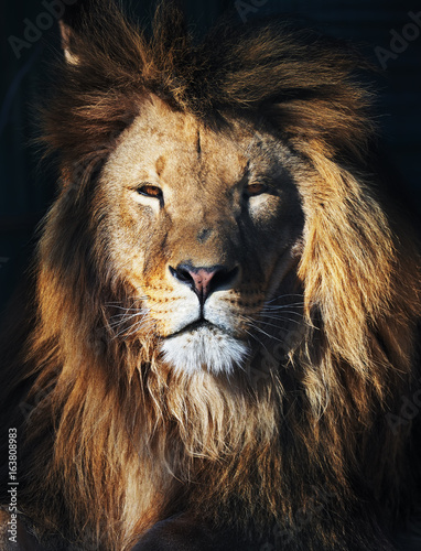 Fototapeta Naklejka Na Ścianę i Meble -  Lion great king at the dark background front view