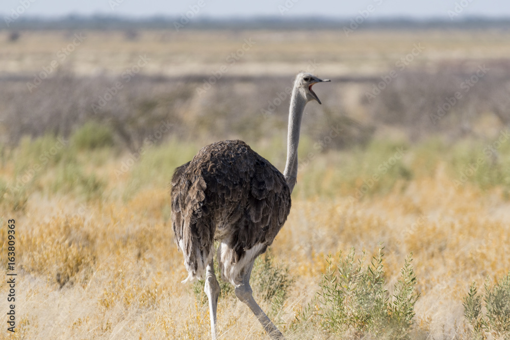 Naklejka premium Strauß