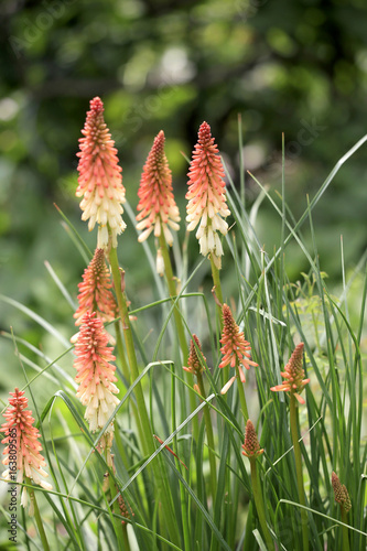 Fackellilien Blüten  (Kniphofia) photo