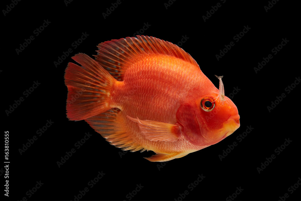 red Amphilophus in black background red Amphilophus in black background