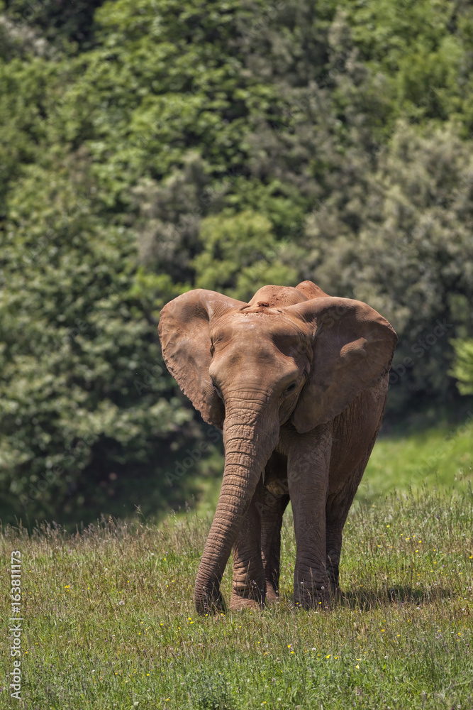 Obraz premium Elefante Africano