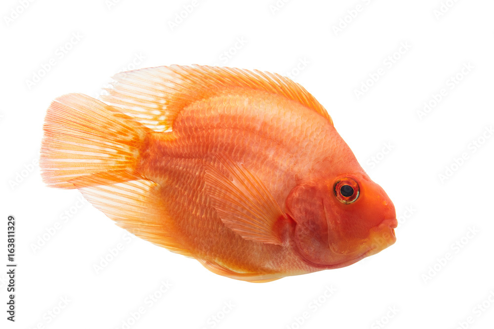 red Amphilophus in black background red Amphilophus in black background