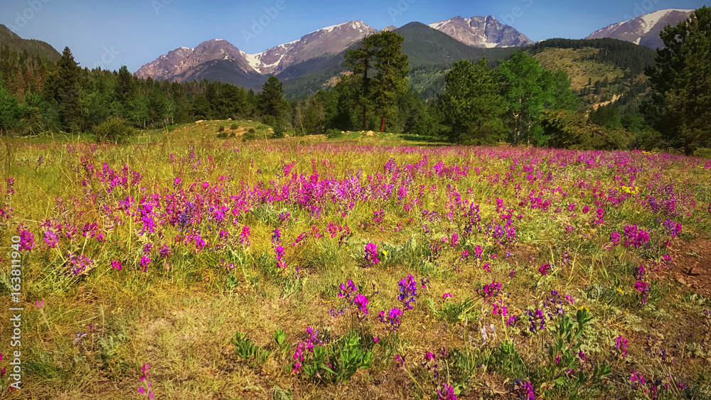 wildflower landscape in the Rocky Mountains 