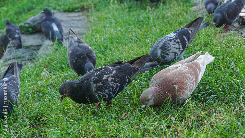 Fototapeta premium a group of pigeons feeding in the grass