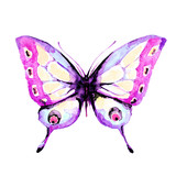 butterfly,watercolor,on a white