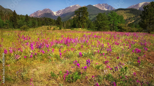 Fototapeta Naklejka Na Ścianę i Meble -  wildflower landscape in the Rocky Mountains 