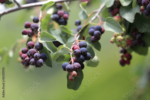 Felsenbirne Früchte (Amelanchier)
