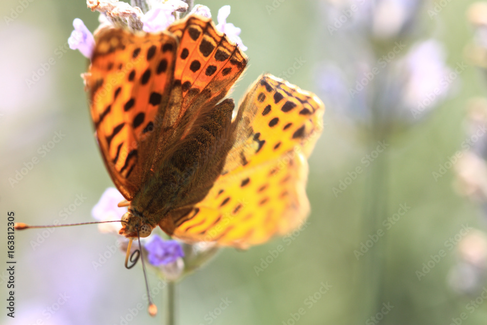 Obraz premium The butterfly