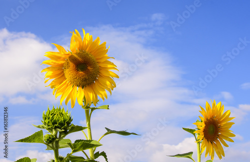 two common sunflower in sky background