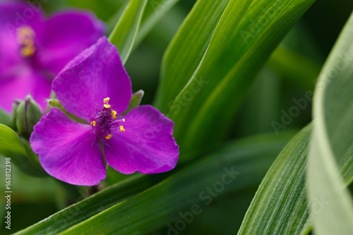 Flower of the Tradescant in the garden. photo