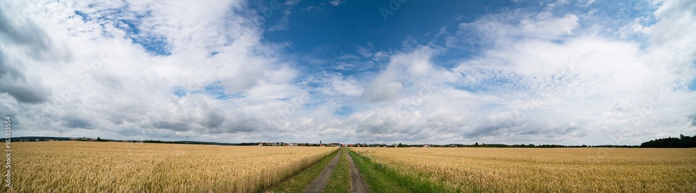 A field of ripe wheat road and a blue sky with clouds. Panoramic view