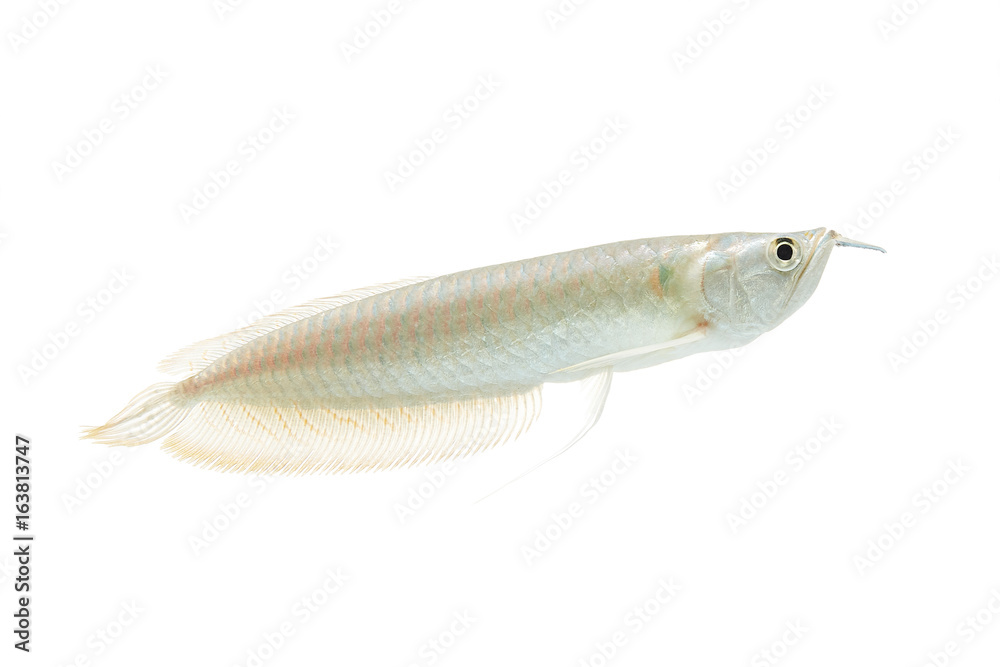 Silver arowana in white background, Osteoglossum bicirrhosum