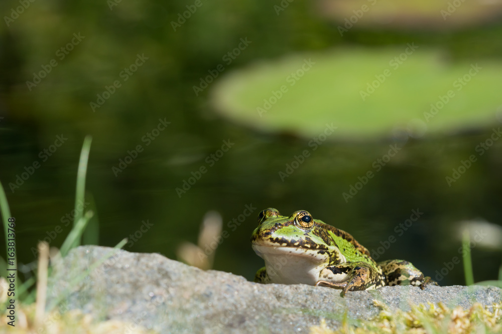 European green frog sitting on a rock with water and a water lily leaf in the blurred background European green frog sitting on a rock with water and a water lily leaf in the blurred background