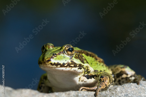 Close up photo of a european green frog sitting on a rock with dark blue water color in the background