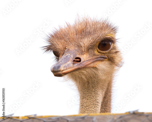 Funny and strange ostrich looks into the frame with surprise. The head of an ostrich peeping out from behind a fence