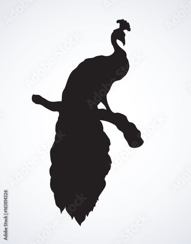 Peacock. Vector symbol