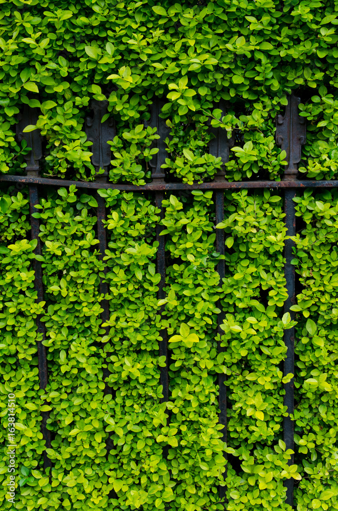 Green Wall Green Wall