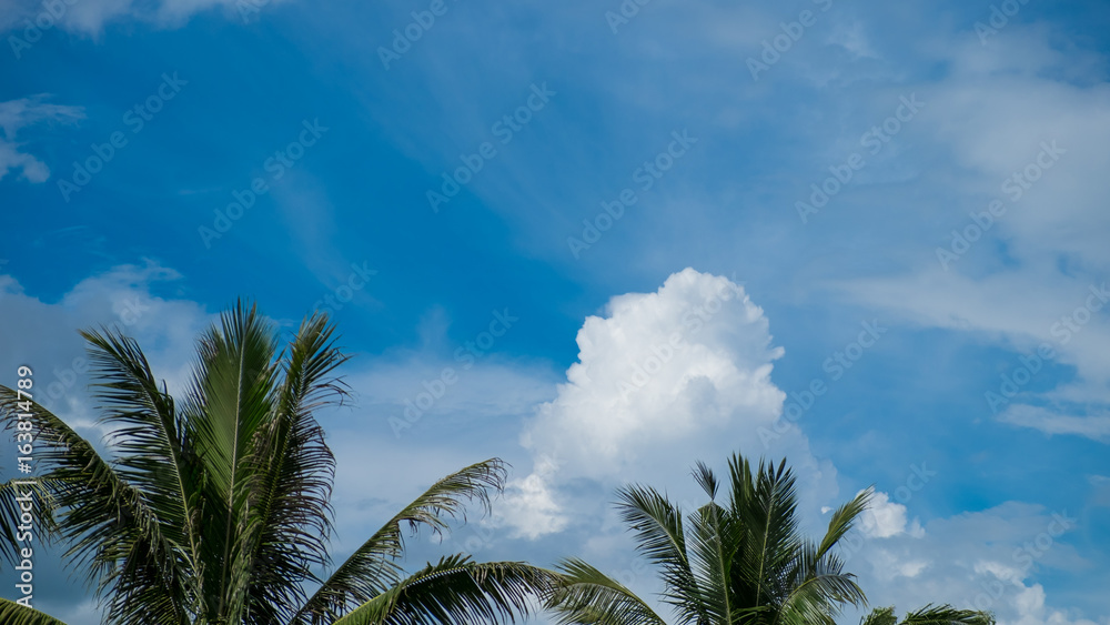  Coconut tree top and blue sky