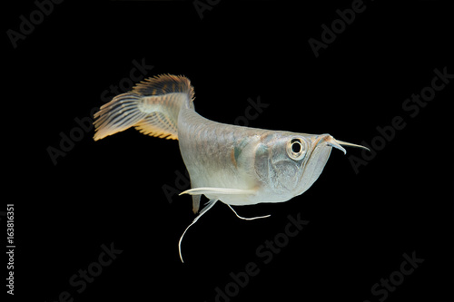 Silver arowana in white background, Osteoglossum bicirrhosum