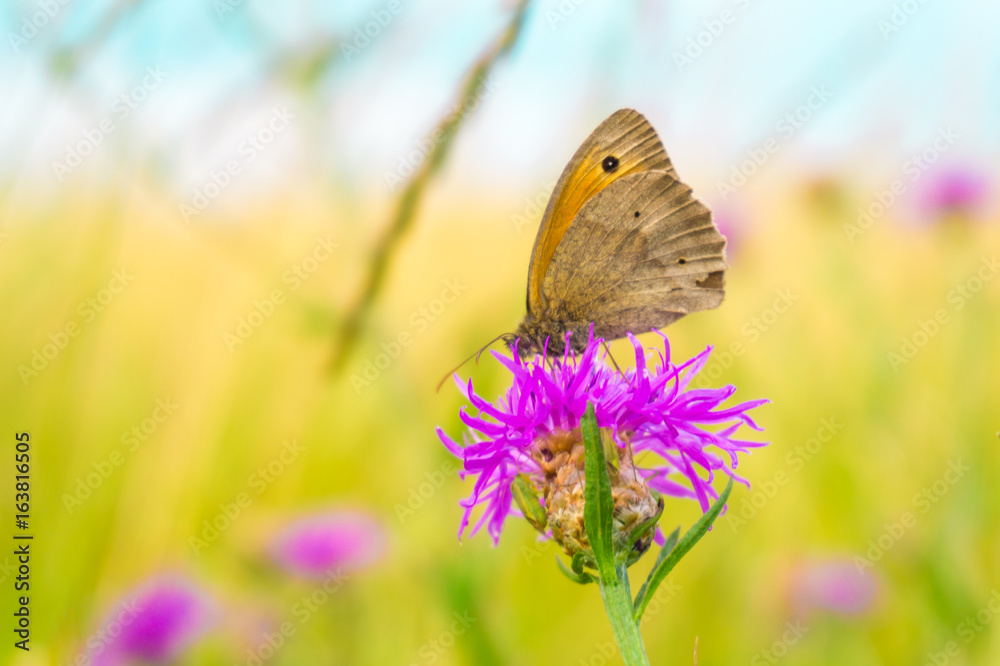 Naklejka premium Butterfly on a meadow flower