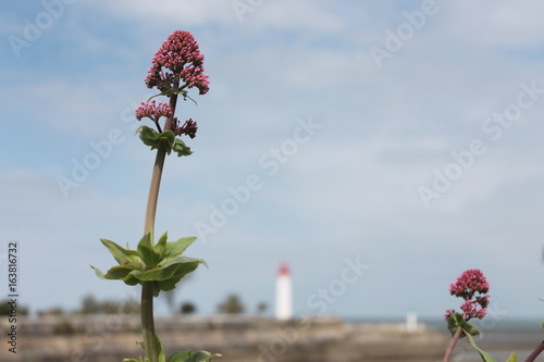 fleur sauvage ile de ré photo