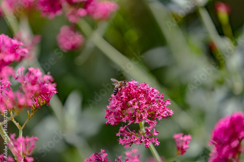 Foto Fleur butinée parr une abeille