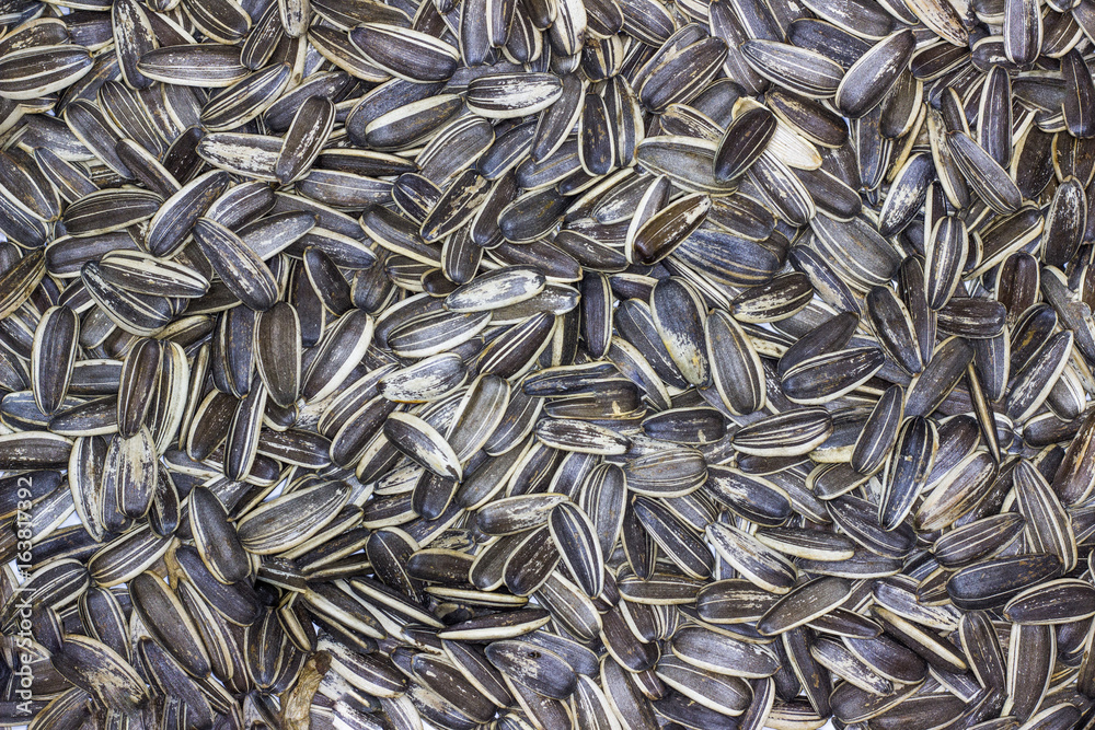 Sun flower seed background Sun flower seed background