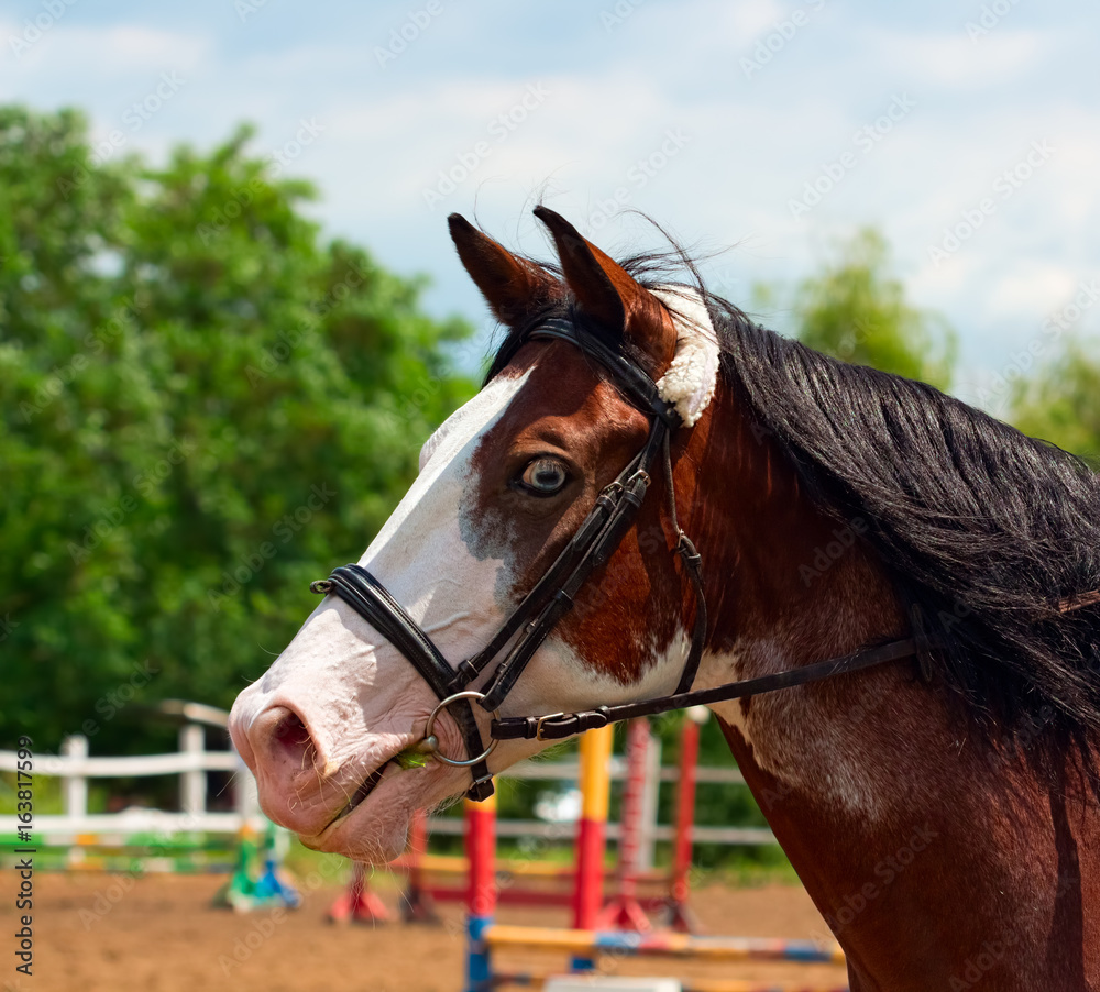Obraz premium Pinto horse with blue eyes and black mane