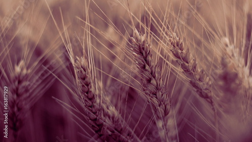 wonderland in the field of grain,meganta photo