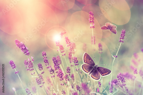 Butterfly flying over lavender flower, butterflies on lavender flower  © PhotoIris2021