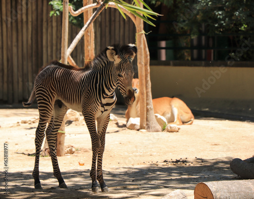 Young zebra photo