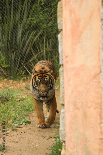 Fototapeta Naklejka Na Ścianę i Meble -  beautiful Bengal tiger