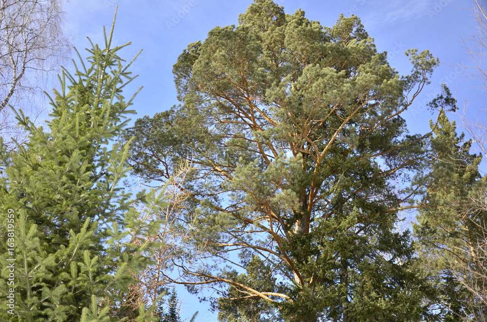 Fototapeta premium лес