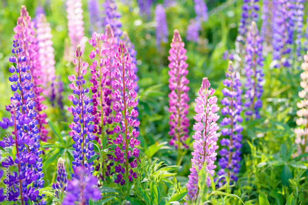 Lupinus, lupin, lupine field with pink purple and blue flowers Lupinus, lupin, lupine field with pink purple and blue flowers