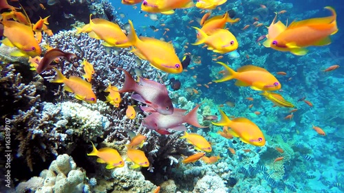 Wallpaper Mural Coral reef, tropical fish. Warm ocean and clear water. Underwater world. Torontodigital.ca