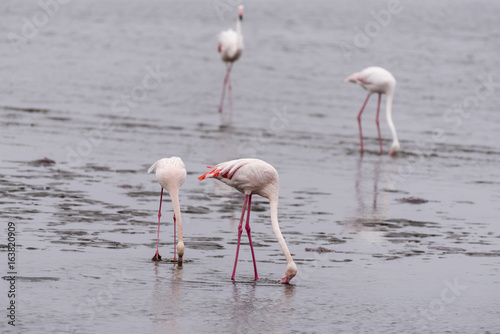 Flamingos © finkandreas