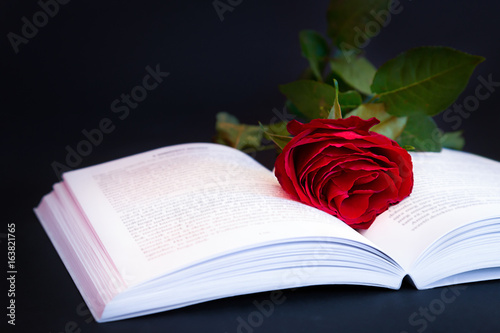 Red rose on the book