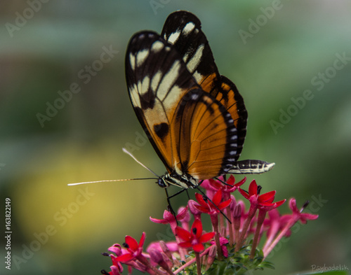 Papillon sur fleur