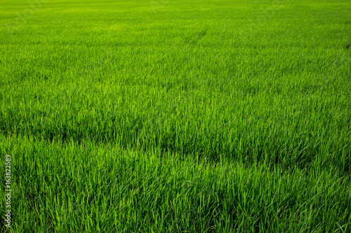 Field texture, Field background