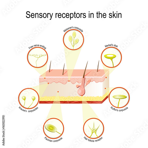 Sensory receptors in the skin photo