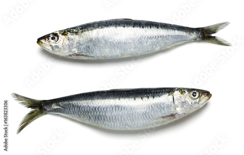 Two Fresh Whole Sardines, Sustainable Seafood, on a White Background