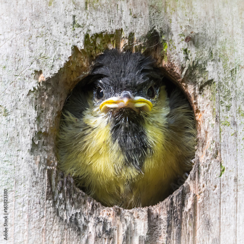 Canvastavla Great tit