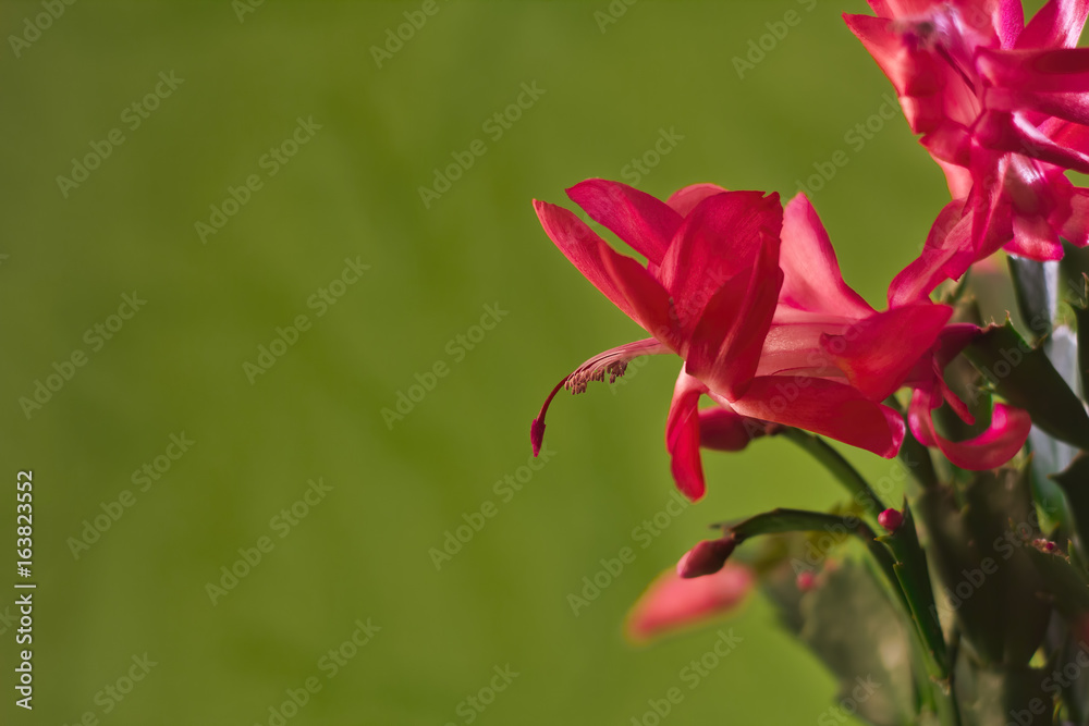Christmas Cactus with Green Background