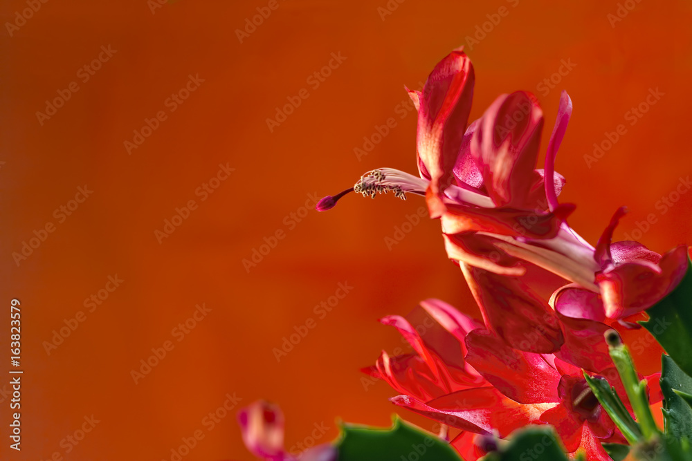 Christmas Cactus and Red Paper Christmas Cactus and Red Paper