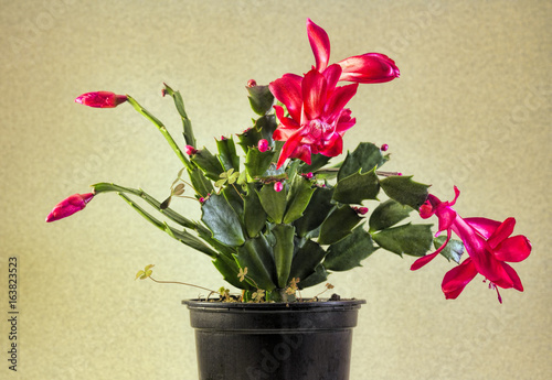 Christmas Cactus in Planter