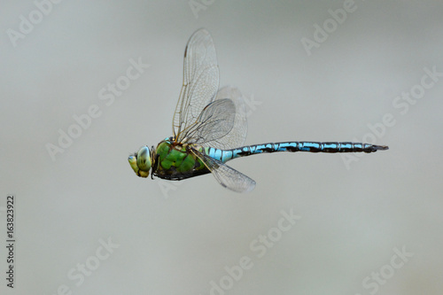 Emperor Dragonfly in flight
