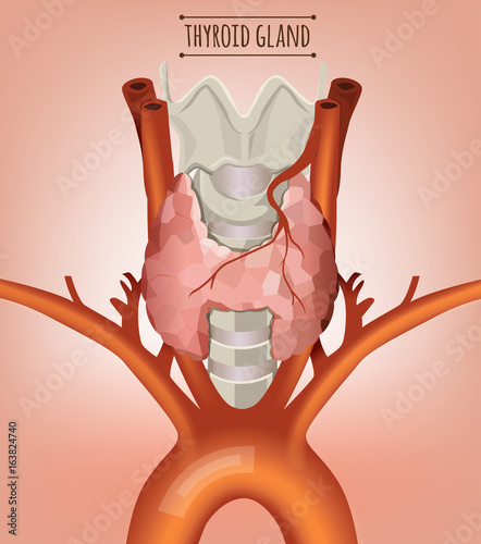 Thyroid Gland Image