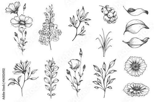 Vector collection of hand drawn plants. Botanical set of sketch flowers and branches