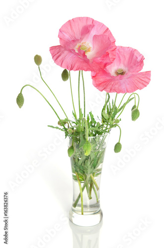 pink poppies in glass vase isolated on white background