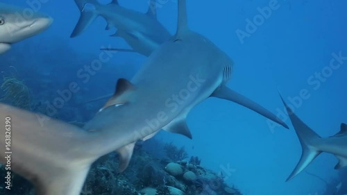 A lot of reef sharks floating near the divers, Caribbean sea photo